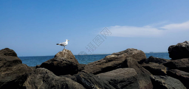 海鸥坐在海边的岩石上图片