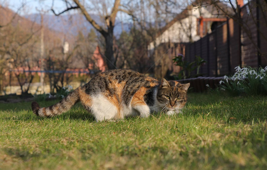 彩色猫在花园里玩乒乓球图片