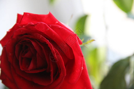 一滴水的红玫瑰高清图片