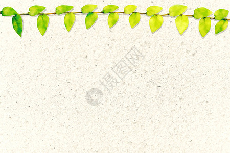 墨西哥雏菊自然边界水磨石地板背景的绿叶图片