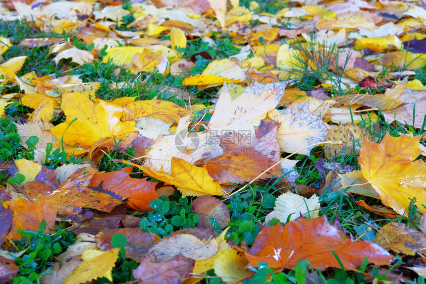 草丛中的秋叶城市公园枫树图片