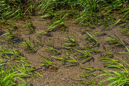 绿色植物与水晶清澈的河流底部的图片素材