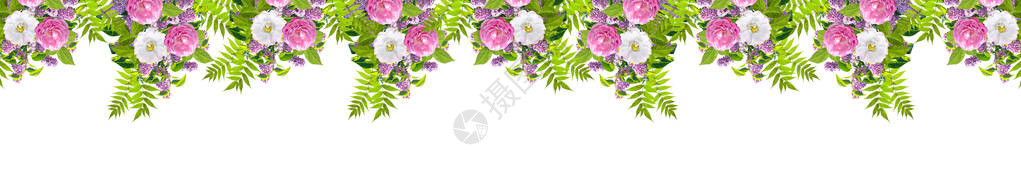 由花朵狗玫瑰briar和白色背景的绿叶组成图片