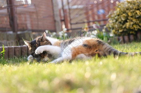 彩色小猫躺在野草上背景图片