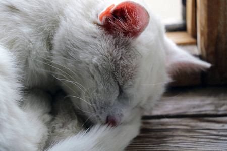 白猫睡在窗台上甜的宠物图片
