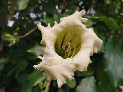 美丽的黄小号Solandragrandiflora花图片