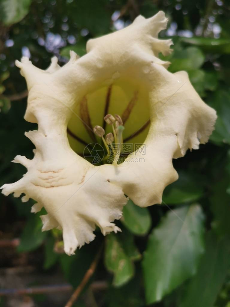 美丽的黄小号Solandragrandiflora花图片