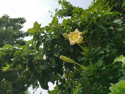 美丽的黄小号Solandragrandiflora花图片