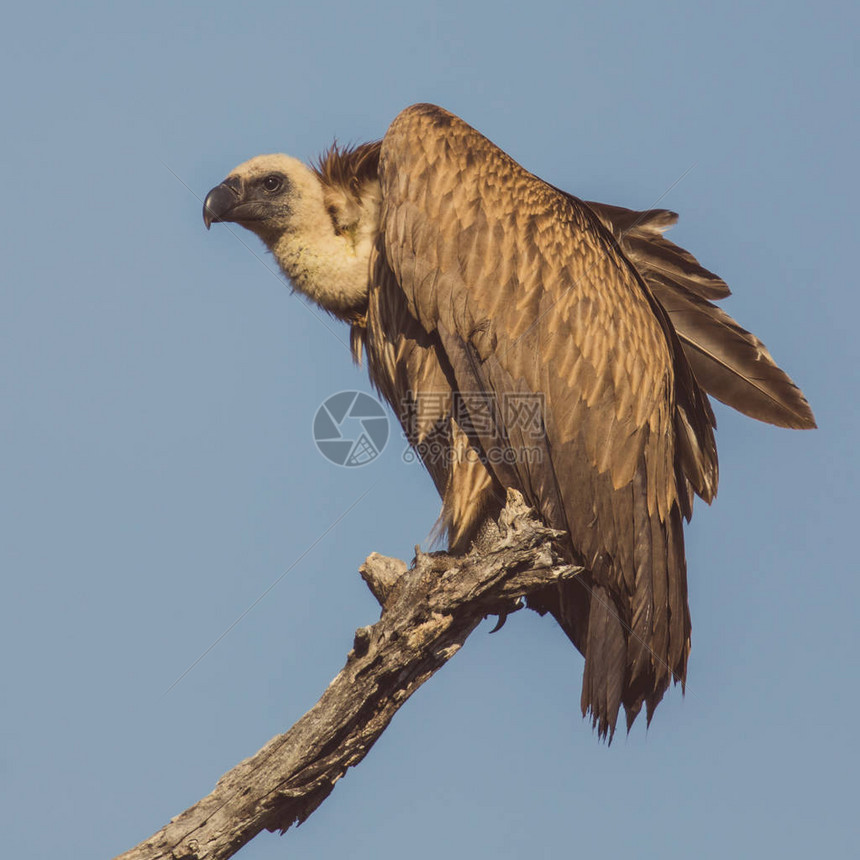 南非克鲁格公园的白背秃鹫GypsAfri图片