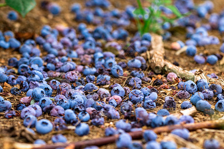 从灌木上掉下来躺在地上的蓝莓图片