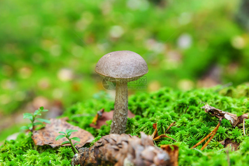 苔藓秋季森林背景中带棕色帽PennyBunleccinum的可食用小蘑菇真菌在自然环境中大蘑菇宏关闭鼓舞人心的自然夏图片