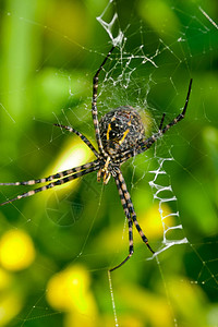 一只蜘蛛阿吉奥普布伦尼希体积庞高清图片