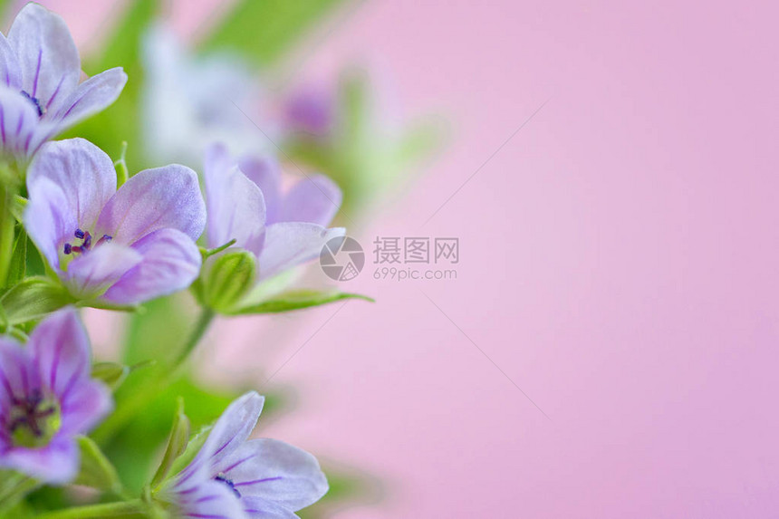 与精致的浅紫色花朵组成图片