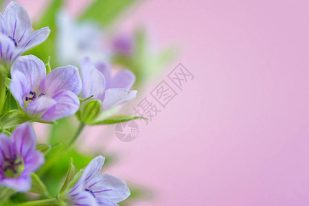 与精致的浅紫色花朵组成图片