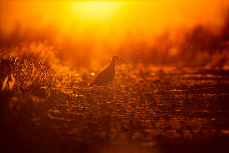 孤独的鸟儿日落的自然图片