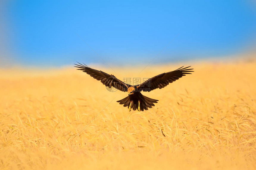 飞行秃鹰自然背景鸟图片