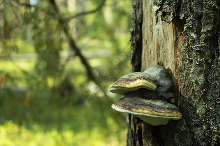 Chaga蘑菇森林树上图片