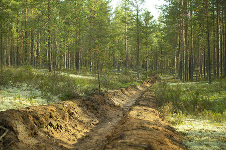 防止森林灾保护森林免遭灾在阳光日的林中种植图片