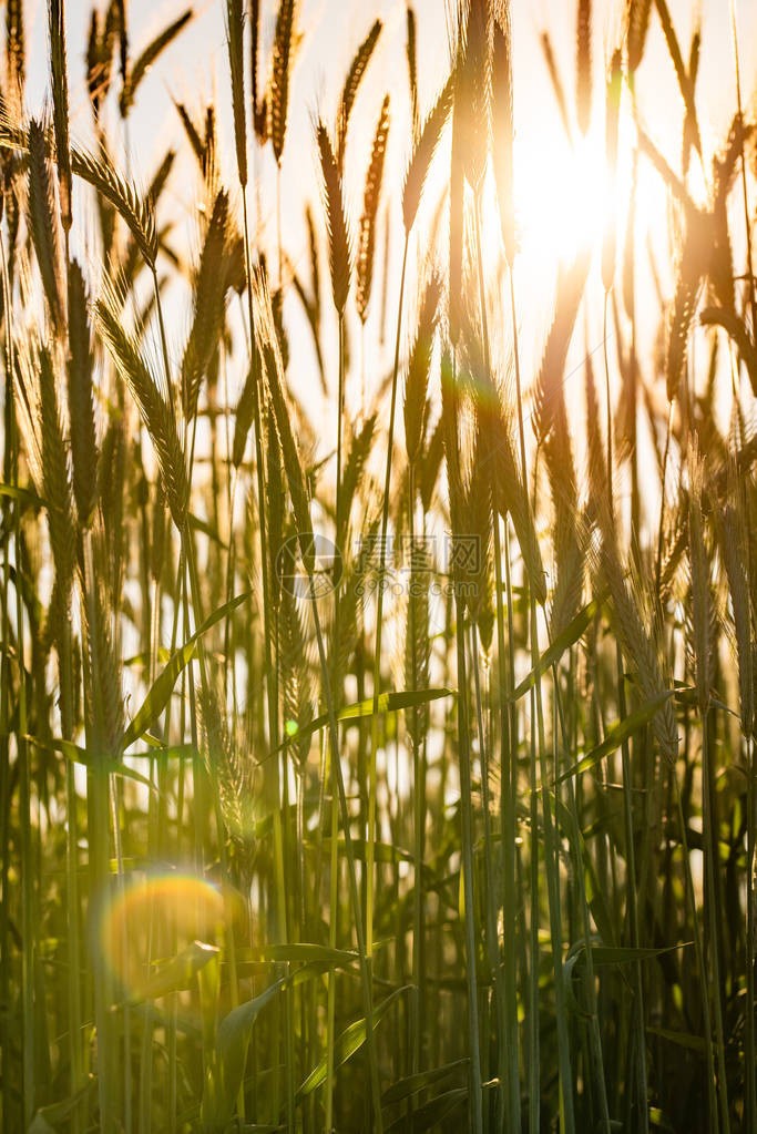 麦田金色小麦的关闭草甸麦田成熟的垂直背图片
