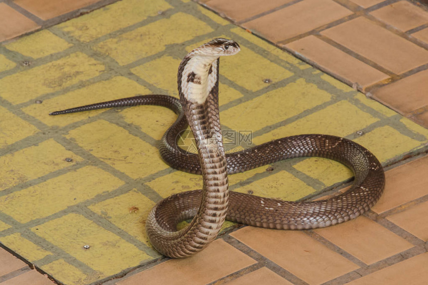 眼镜蛇在地板上是一只中等大小的蛇有一图片