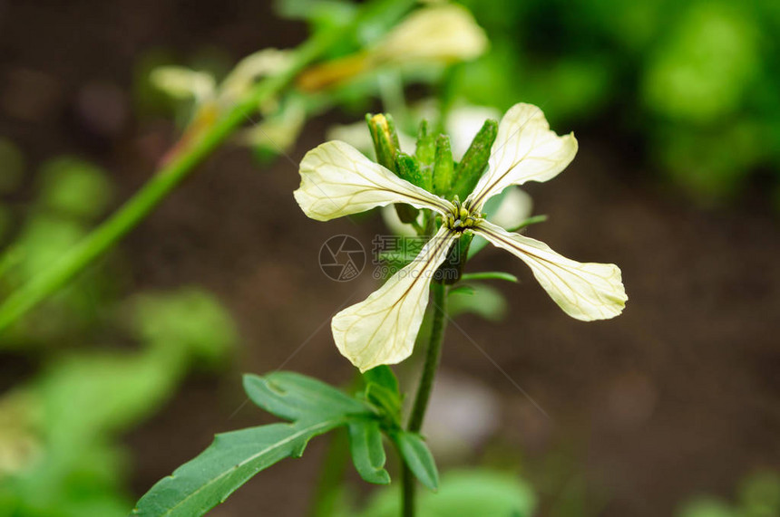 夏天花园里的白色芝麻菜花特写图片