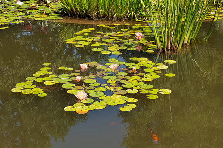 在池塘里植入百合水里面有天高清图片