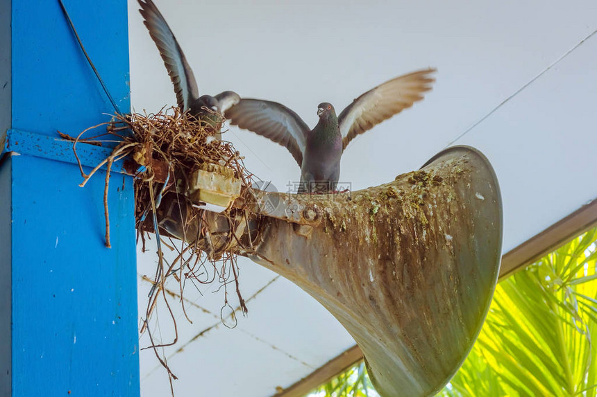鸽子们建了一个巢并安居在建筑杆上的老图片