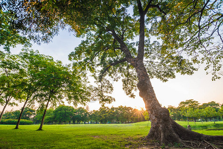 绿色城市公园树木日落图片