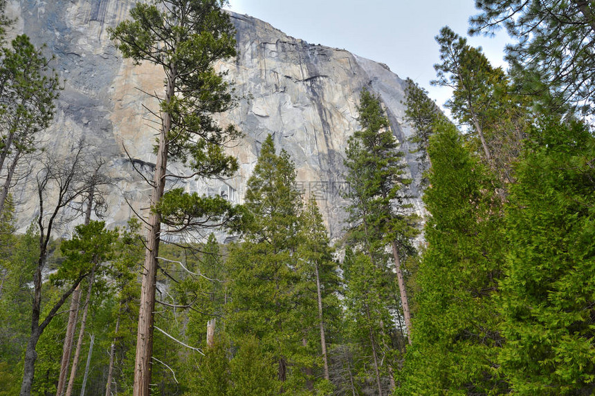 美国加利福尼亚州Yosemite公园景观中的松树图片