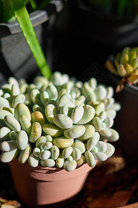 花盆上的墨西哥植物PachyphytumOvi图片