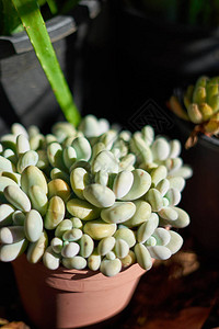 花盆上的墨西哥植物PachyphytumOvi图片