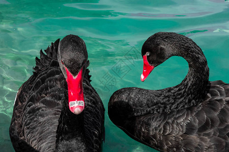 两只红嘴鸟在湖的蓝水中游泳爱情符号或浪漫关系爱象图片