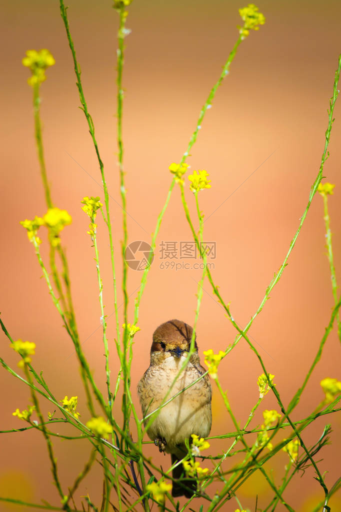 小鸟投掷弹丸鸟类行为颗粒橙色背景红背伯劳拉纽斯co图片