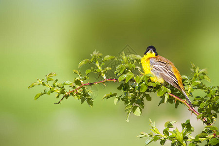 唱着可爱的鸟儿绿色自然背景绿色树枝上的鸟图片
