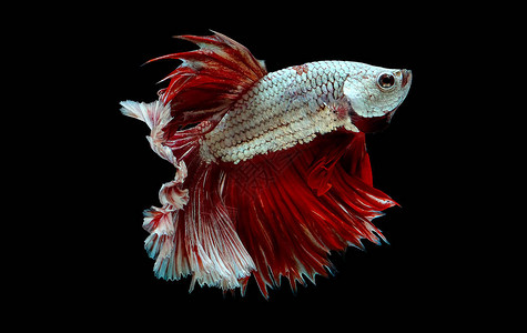 以金属白鱼和红贝塔鱼的主要颜色为特点背景图片