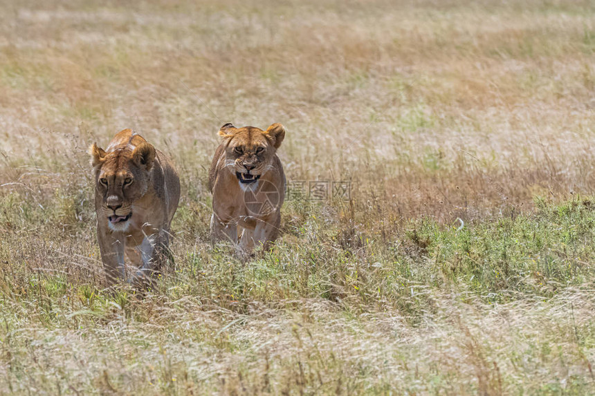 两只狮子在坦桑尼亚的热带草原散步和狩图片