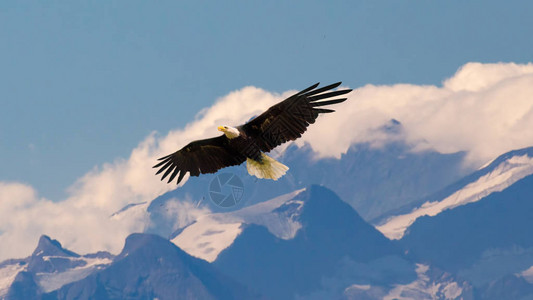 秃鹰在高山的天空上飞翔图片