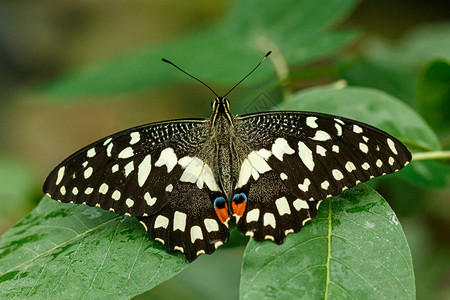 美丽的大蝴蝶Papiliodemol图片