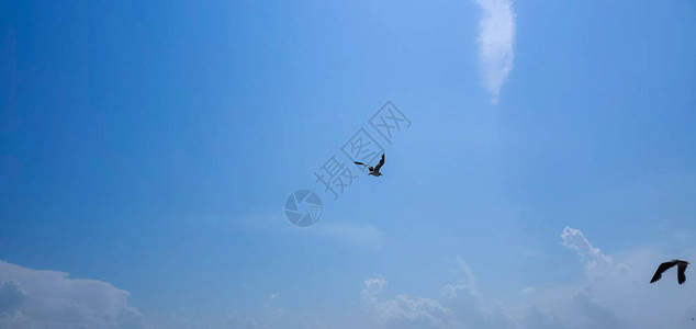 单海鸥在蓝天空背景下图片