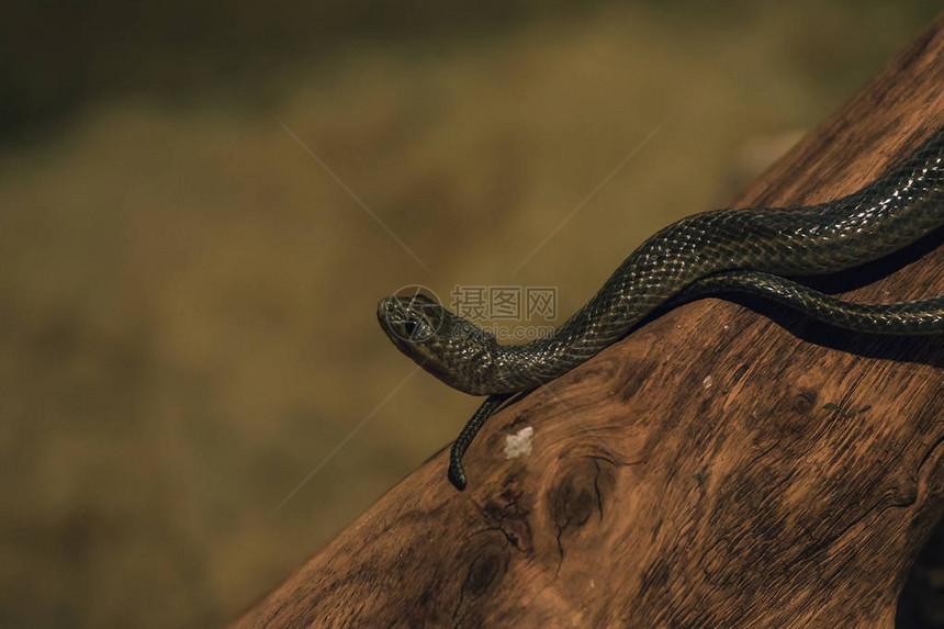 enhilis是一种小类有毒蛇图片