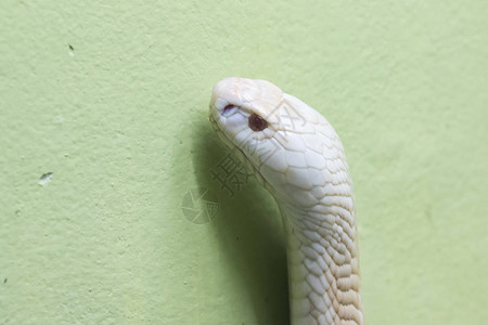 一个白色眼镜蛇在动物园图片