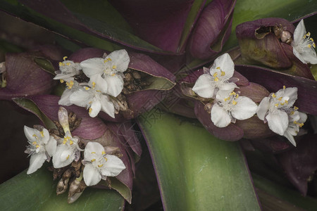 微小的白色紫罗兰花图片