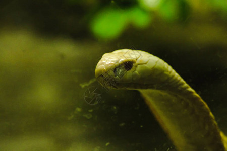 一个白色眼镜蛇在动物园背景图片