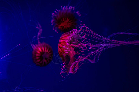 水母鱼海藻水族馆图片