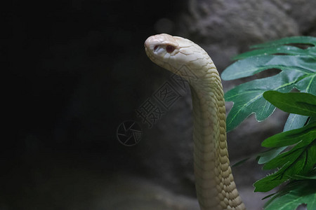 一个白色眼镜蛇在动物园高清图片