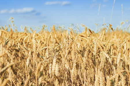 田里小麦或大麦的,良好的收成概念,谷图片