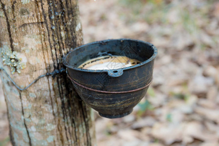 农村橡胶树上的旧碗图片