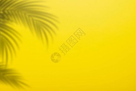 黄色墙壁背景上棕榈叶的阴影黄色背景纸图片