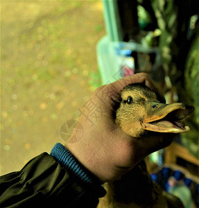 野鸭在手特写狩猎奖杯图片