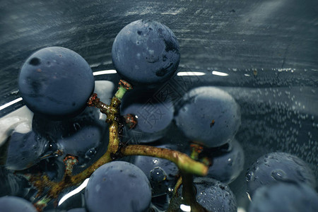 美丽的蓝色伊莎贝拉葡萄团在水底背图片
